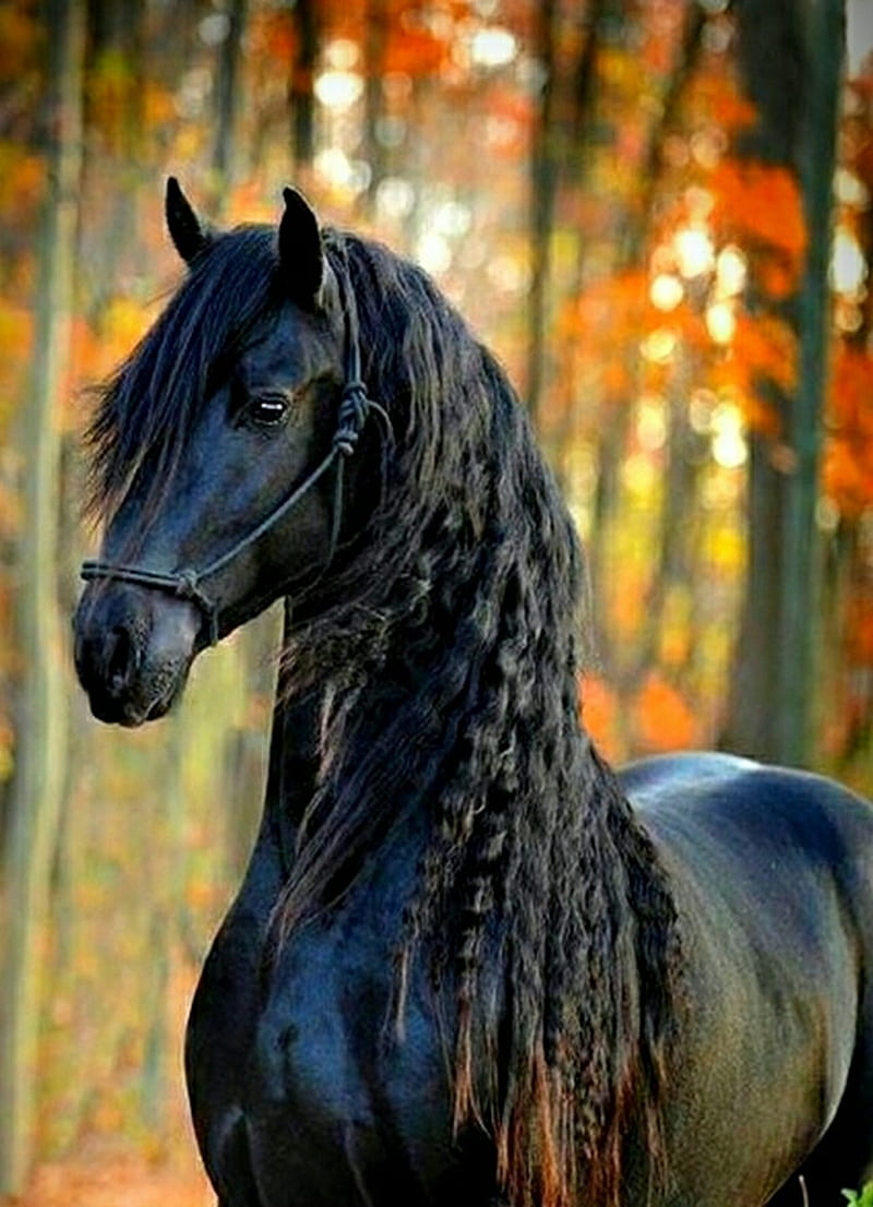 Friesian 2, horse, black horse, equine, fall, HD phone wallpaper