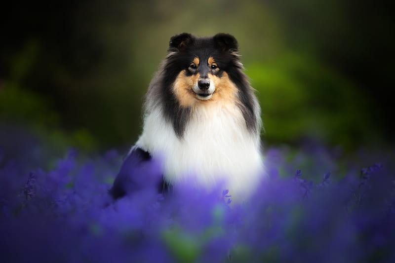 Dogs, Shetland Sheepdog, Dog, Flower, Pet, HD wallpaper