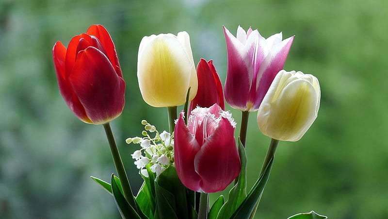 Tulips, lily of the valley, Valentines Day, leaves, Valentine, flowers, Spring, HD wallpaper