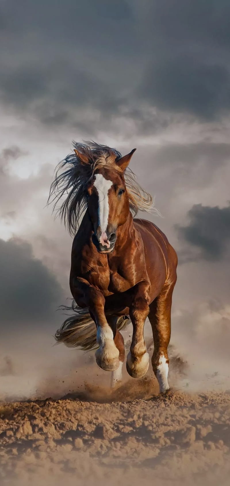 horse mane running Wallpaper HD Animals 4K Wallpapers Images Photos  and Background  Wallpapers Den