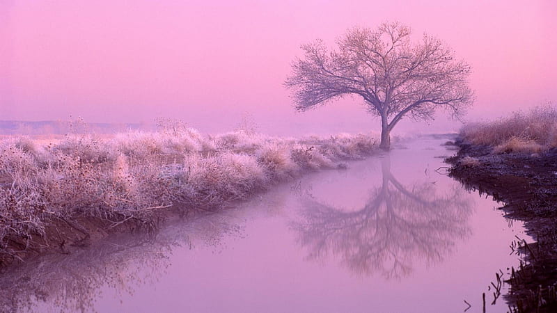 wondrous pink landscape, banks, tree, river, pink, HD wallpaper