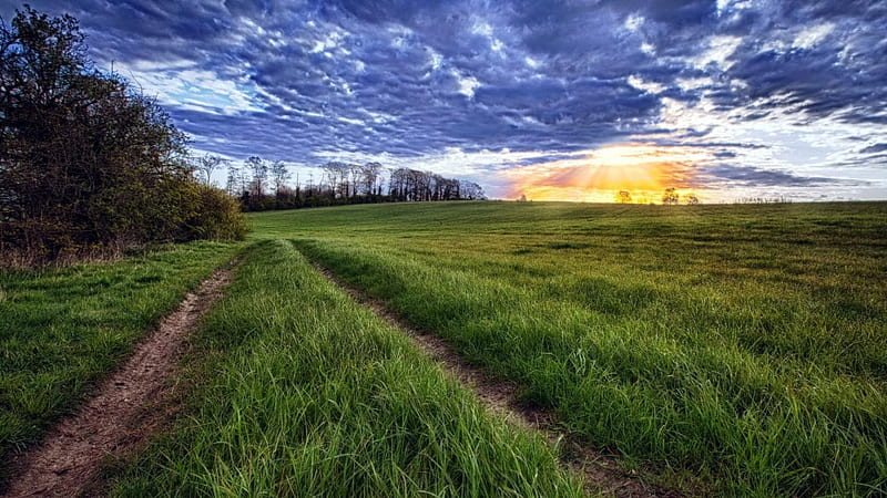 sundown over a grass field r, sundown, grass, r, clouds, tracks, field, HD wallpaper