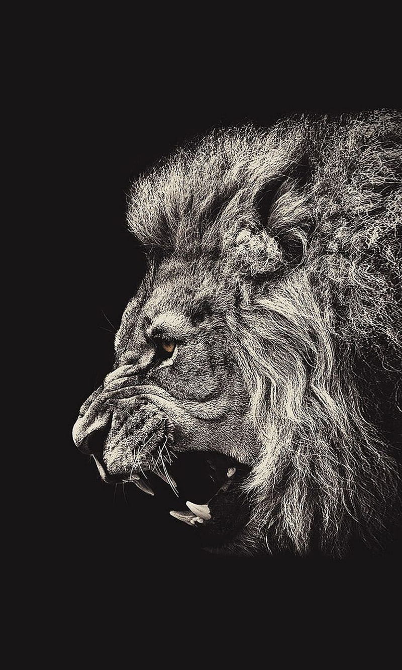Lion, animal, black jungle, le, leon, lions, naturaleza, HD phone wallpaper  | Peakpx