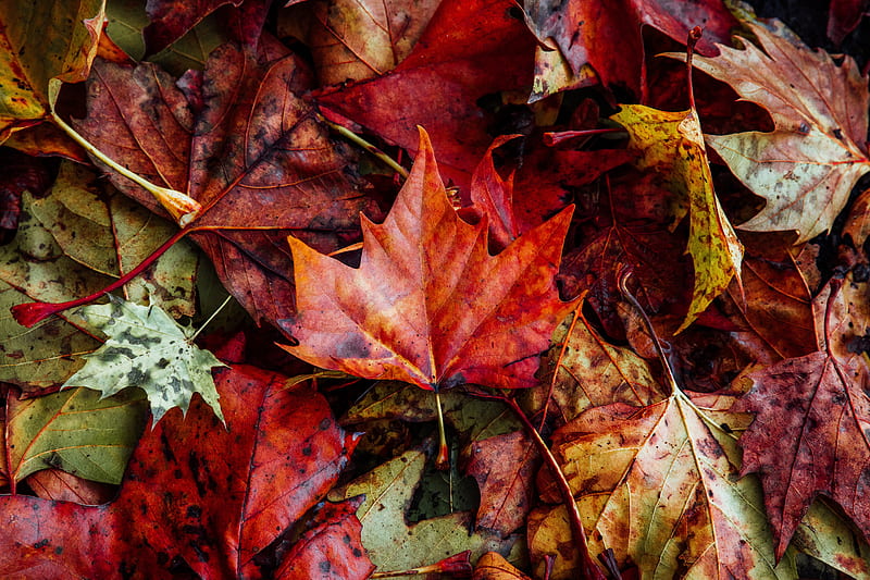 leaves, autumn, fallen, dry, HD wallpaper
