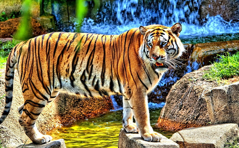 POWERFUL PREDATOR, rocks, waterfall, standing, tiger, watching, HD wallpaper
