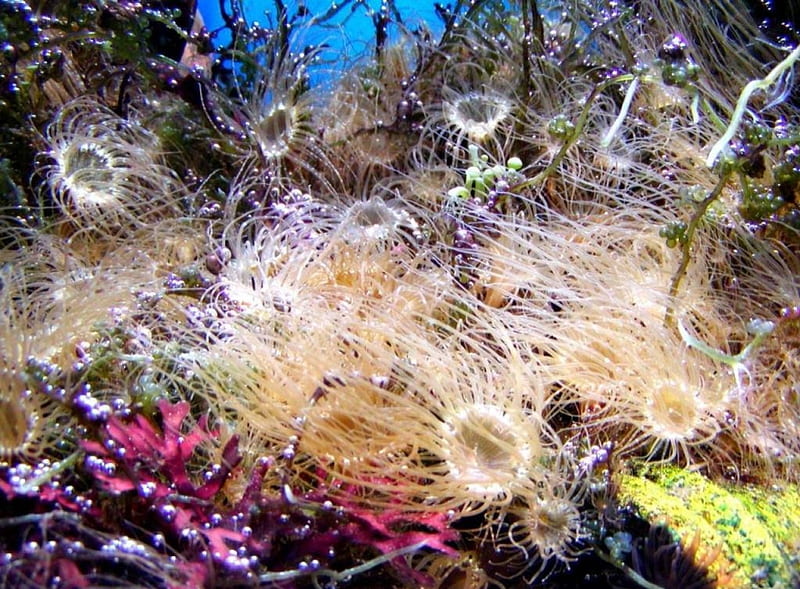 ARIEL'S GARDEN, oceans, anemones, sea, undersea, seaweed, HD wallpaper