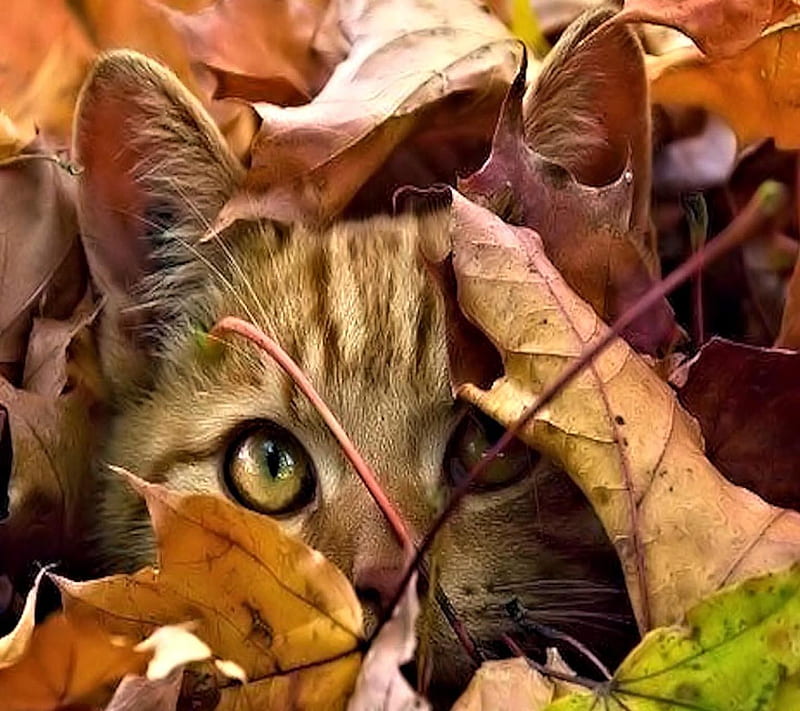 Autumn cat, look, nice, HD wallpaper