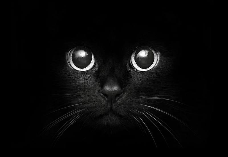 Black Cat, nose, head, moustache, black, cat, eyes, mounth, HD wallpaper