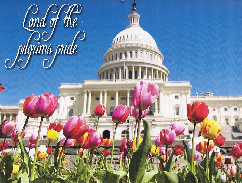 Capitol building, Washington D.C., building, flowers, capitol, tulips, HD wallpaper