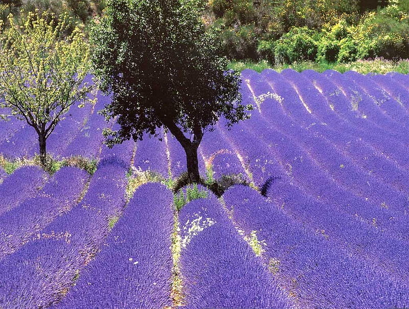 lavender field, tree, olive, purple, nature, lavender, field, HD wallpaper