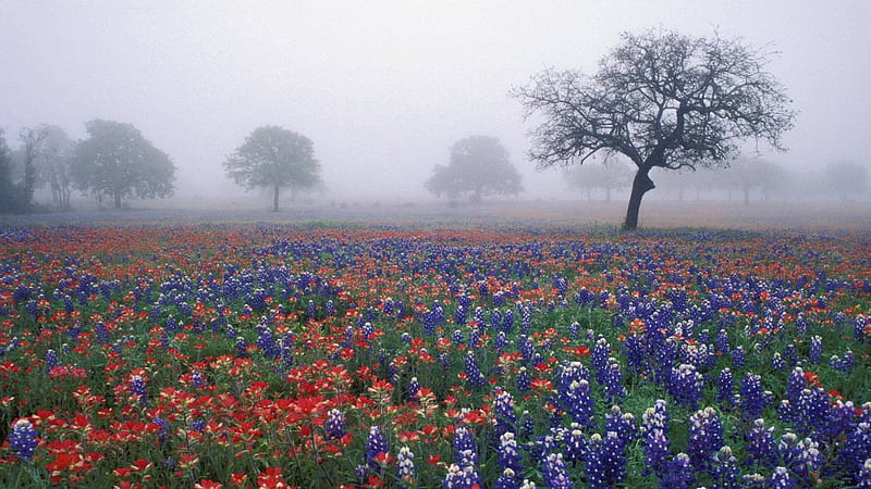 bluebonnets and live oak in foggy texas, flowers, fields, trees, fog, HD wallpaper