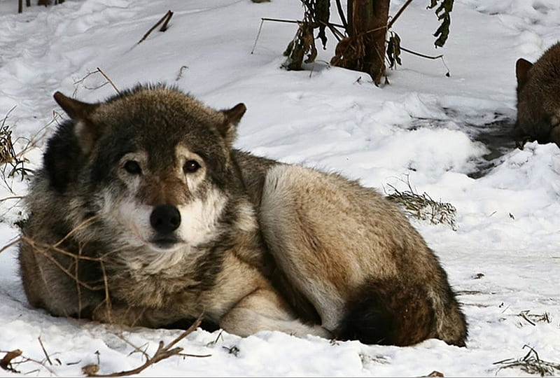 Sad Wolf, snow, sad looking, dog, HD wallpaper