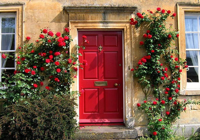 red roses house, red, house, curtains, roses, door, windows, thorns, vine, step, shrub, HD wallpaper