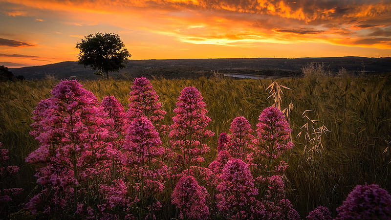 Closeup View Of Pink Flowers Plants Green Grass Field Under Black Yellow Clouds Blue Sky During Sunset Nature, HD wallpaper