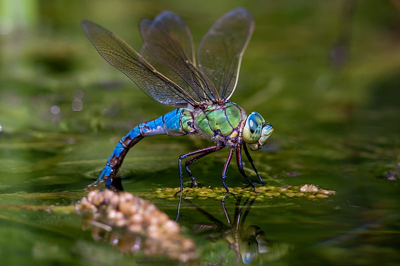 Dragonfly, water, vara, green, macro, insect, summer, blue, libelula, HD wallpaper