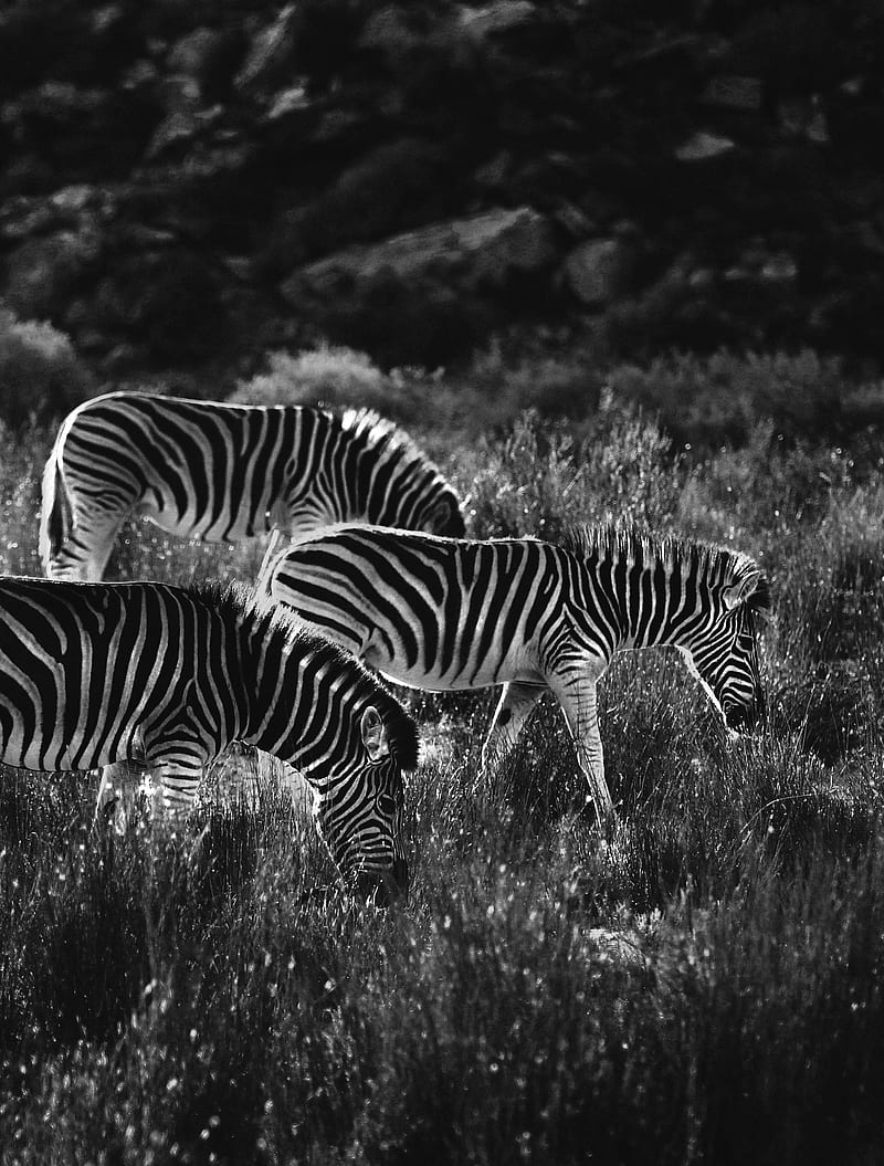 zebras, zebra, bw, animals, HD phone wallpaper
