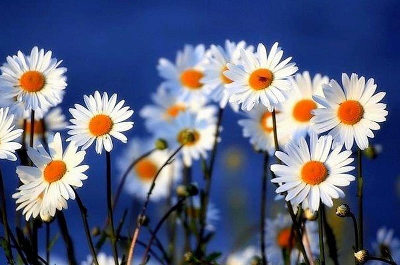 Good Morning Daisies, daisies, bright, flowers, yellow, nature, white, HD wallpaper