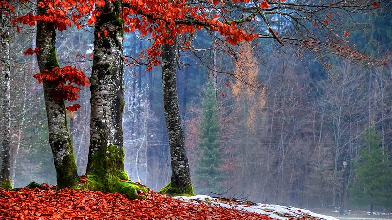 The Fallen Few, red, pretty, autumn, tree, lakeside, leaves, dusting, late, cooler, HD wallpaper