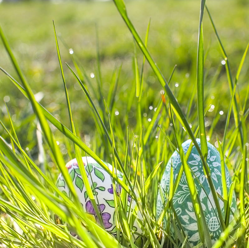 Easter Flash, 2014, easter, eggs, grass, nature, pfurman, poland, HD wallpaper