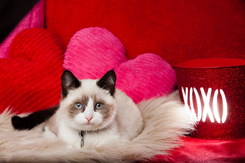XOXO, red, heart, valentine, white, cat, pink, animal, HD wallpaper