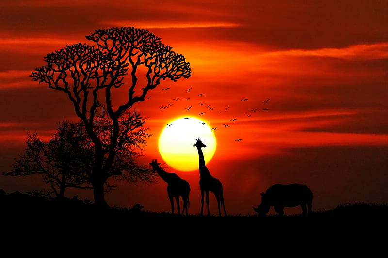 Giraffe Rhino Sunset Red Sky Tree Forest Nature , giraffe, animals, nature, sunset, forest, trees, sky, birds, rhinoceros, rhino, HD wallpaper