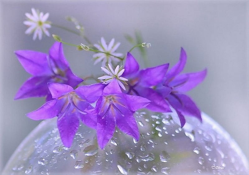 Campanilla, flor, gotas, púrpura, Fondo de pantalla HD | Peakpx