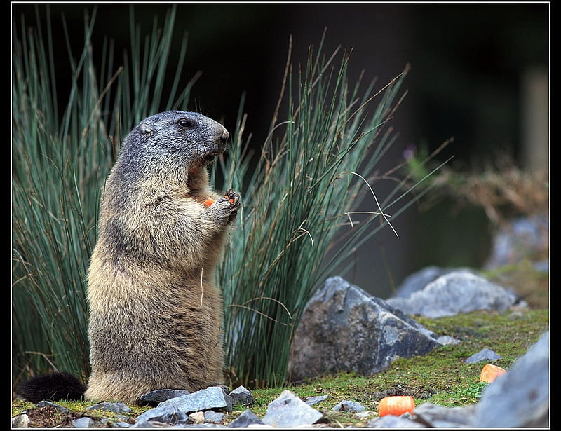 Cute Marmot, cute, bonito, marmot, HD wallpaper