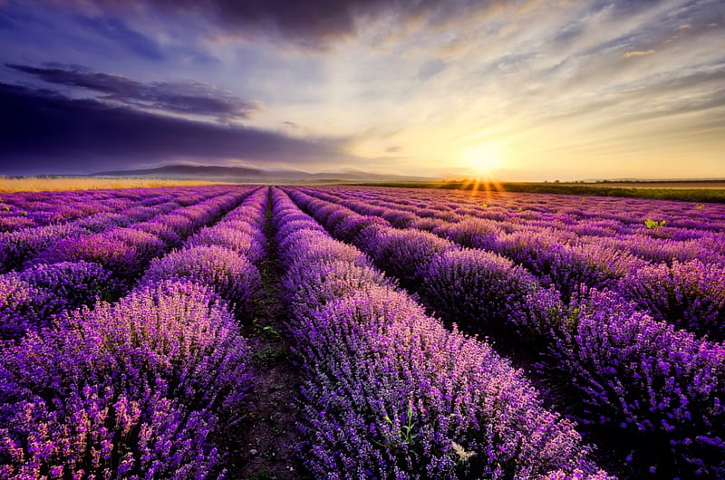 Lavender field, summer, scent, bonito, sunset, lavender, fragrance, sky, field, HD wallpaper