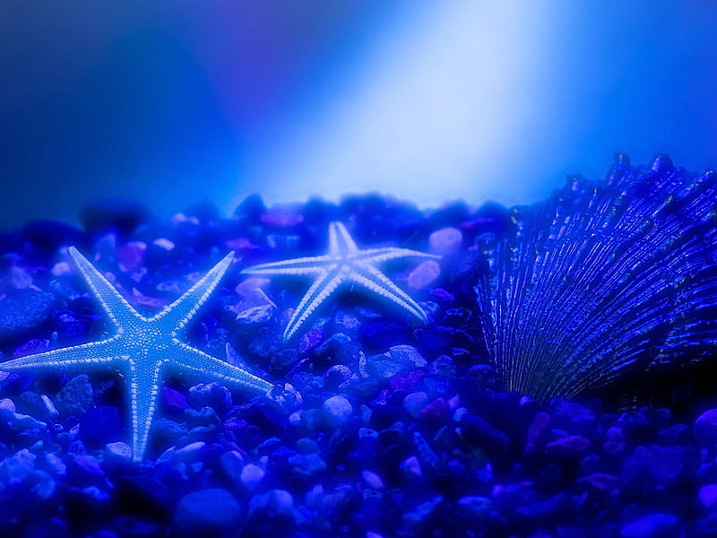 Sea Stars ~ For Jackii., underwater, ocean, coral, starfish, sea, marine life, nature, star, blue, HD wallpaper