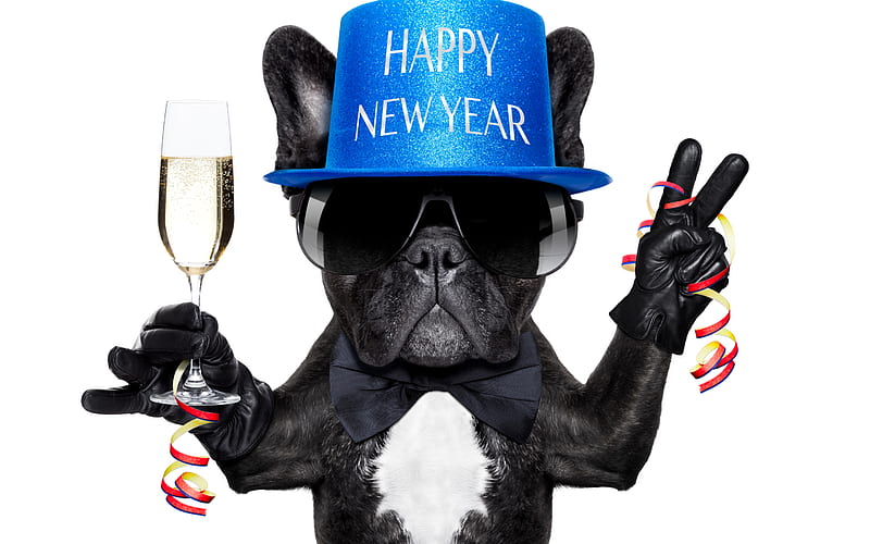French Bulldog, Happy New Year, black funny dog, blue hat, cute animals, dogs, HD wallpaper