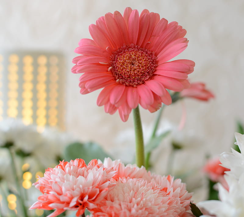 Pink Flower, daisy, flowers, white, HD wallpaper