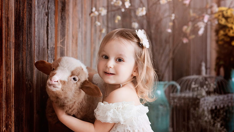 Cute Little Girl Is Wearing White Dress Playing With Calf Cute, HD wallpaper