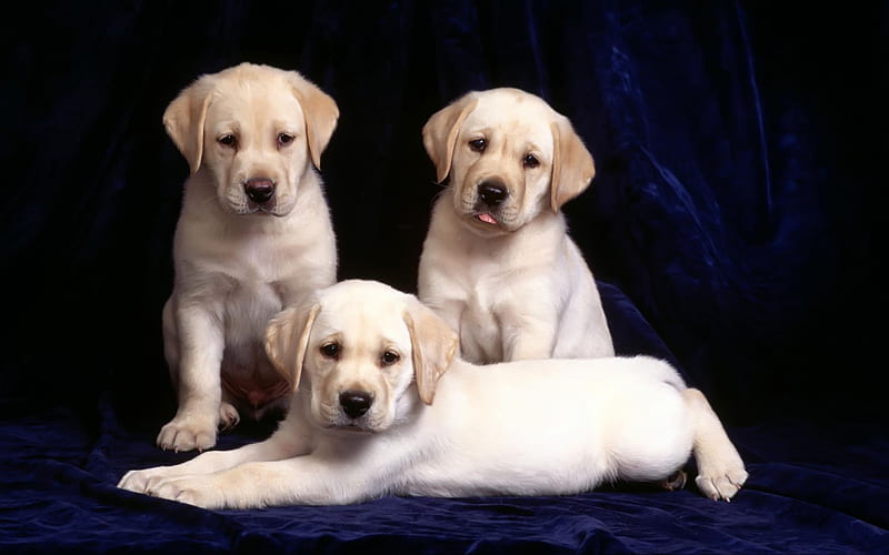 Labrador retriever, cute, puppies, black, white, sweet, HD wallpaper