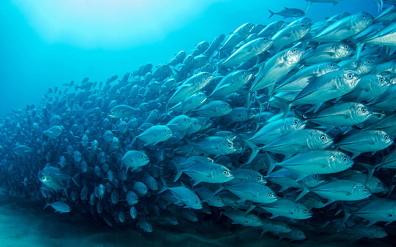 tuna, underwater world, ocean, wildlife, school of fish, Scombridae, HD wallpaper