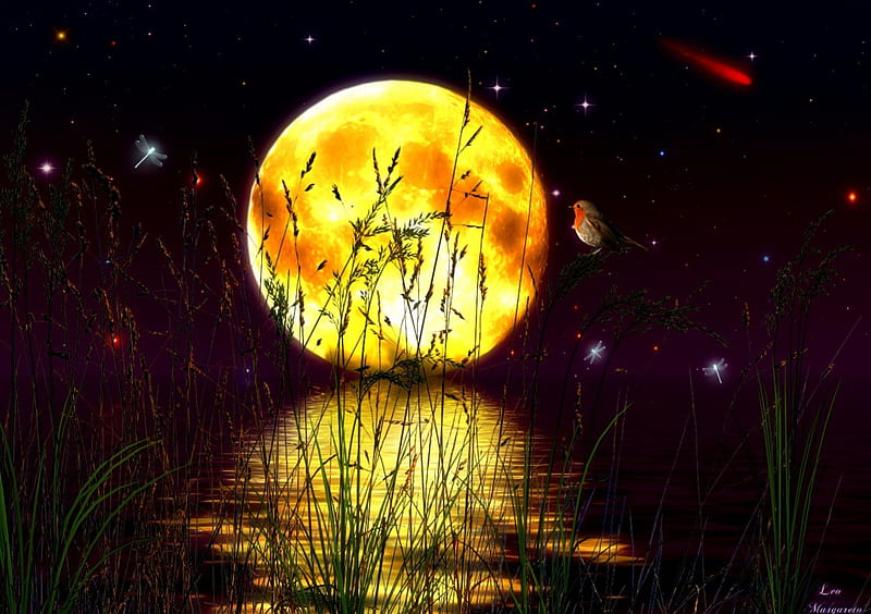 ✰Reflecting the Light of Love✰, grass, robin, sweet, fantasy, splendor, grasses, manipulation, love, emotional, beauty, insects, moons, wings, lovely, birds, sky, trees, fireflies, cute, water, cool, splendidly, dragonflies, moonlight, colorful, bonito, digital art, emo, light, feathers, animals, night, stars, lakes, fantastic, shadow, colors, in love, plants, nature, reflections, HD wallpaper