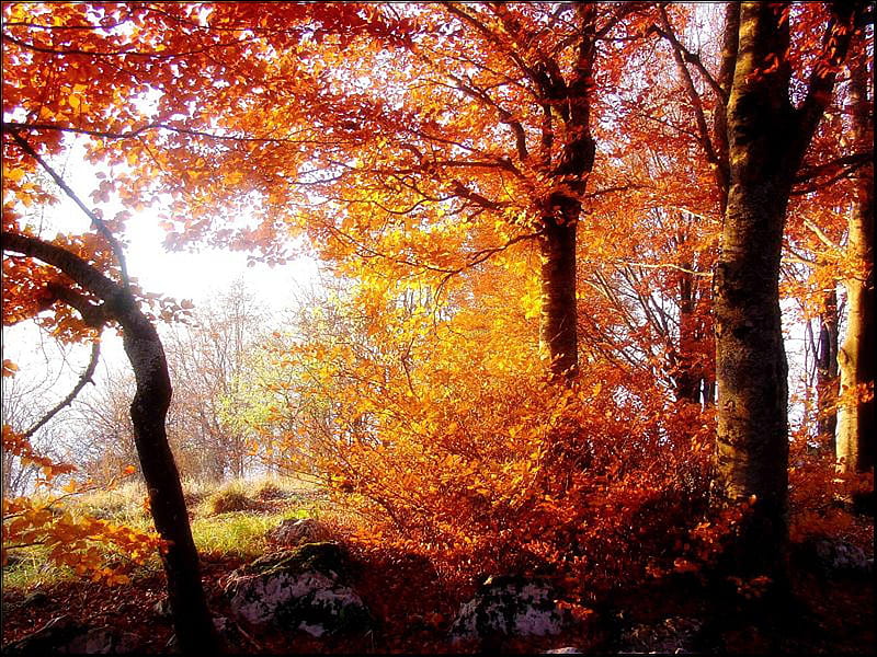 Autumn trees, autum, forest, leaves, landscapes, HD wallpaper