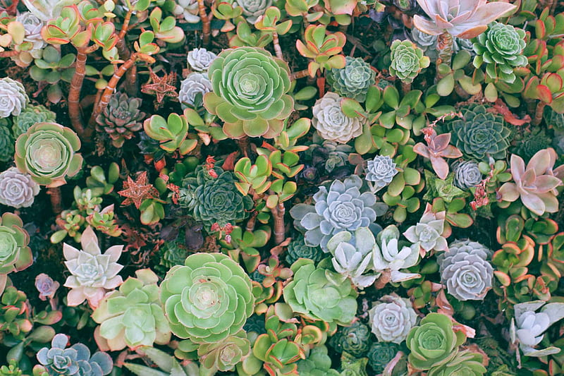 Article - Succulents 101 - The Mellow SF, Colorful Succulent, HD wallpaper