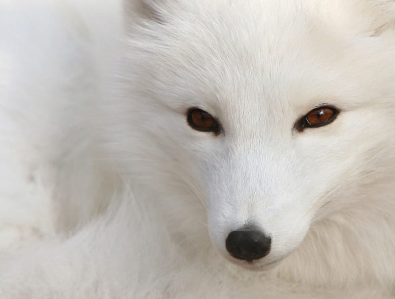 White_Polar, white, polar-silver-fox, HD wallpaper | Peakpx