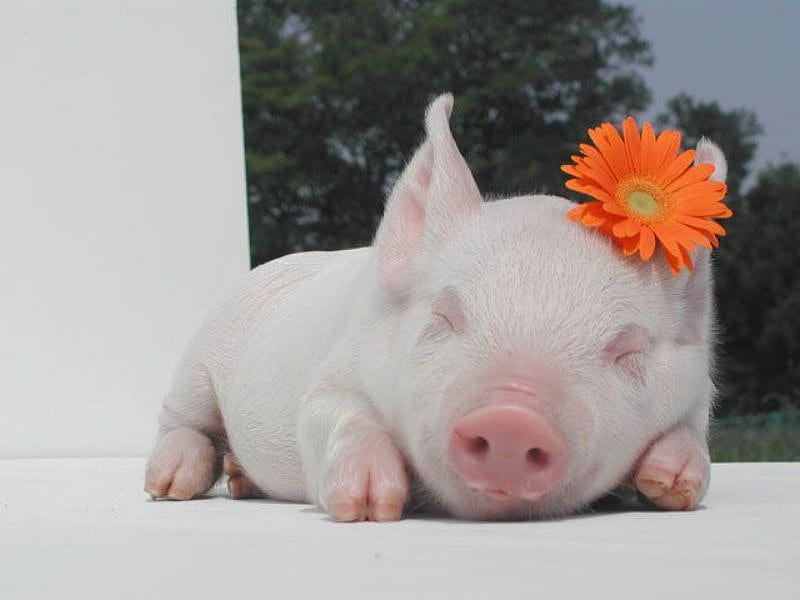 SLEEPY LITTLE PIG, cute, pig, pink, swine, HD wallpaper