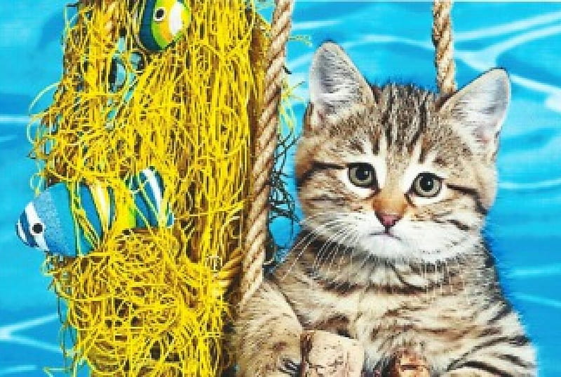 Kitten with a fishing net, cute, paws, Fishing net, rope, kitten, HD wallpaper