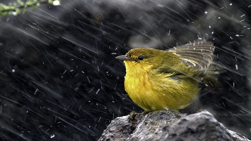 Cute Yellow Warbler in the Rain, Cute, Yellow, rain, Animals, Birds, HD wallpaper