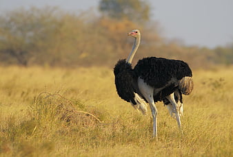 100 Ostrich Pictures  Download Free Images on Unsplash