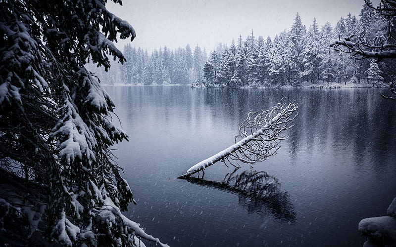 winter, mountain lake, forest, snow, frost, Switzerland, HD wallpaper