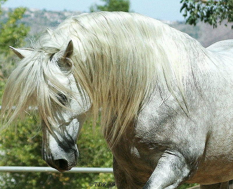 Andaluza, caballo andaluz, caballo español, caballo ibérico, animales,  caballos, Fondo de pantalla HD | Peakpx