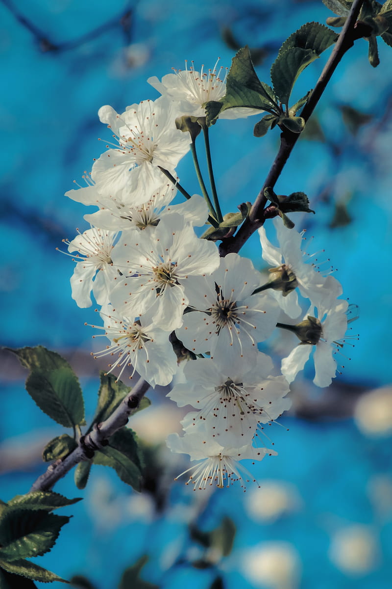 cherry blossom, petals, branch, graphy, spring flowers, Flowers, HD phone wallpaper