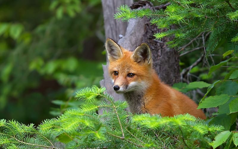 Fox, Animal, Cub, HD wallpaper