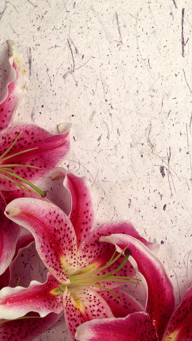 Flores de lili rosa, flor, naturaleza, Fondo de pantalla de teléfono HD |  Peakpx