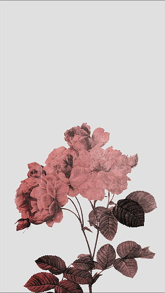 Aesthetic Flower Wallpaper  NawPic