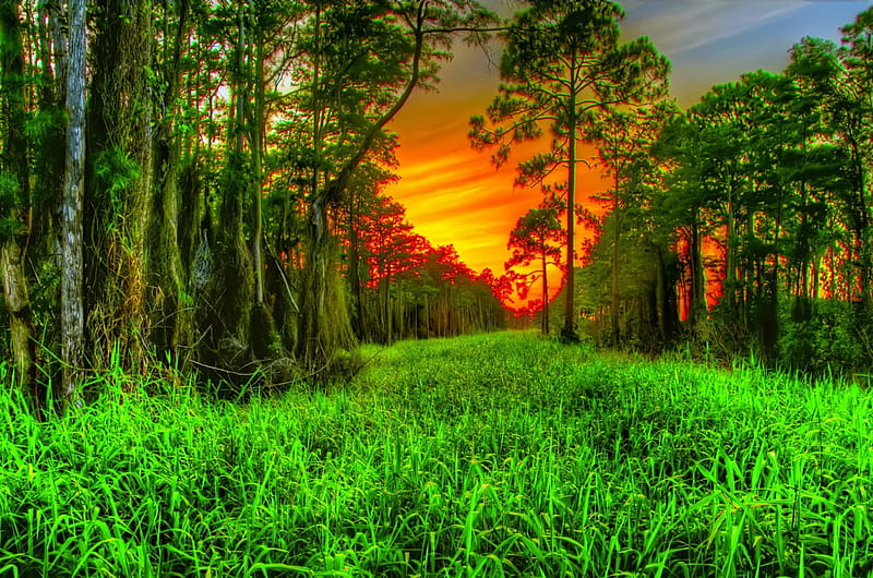 Bosque puesta de sol, bosque, puesta de sol, naturaleza, verde, Fondo de  pantalla HD | Peakpx