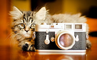 cute camera photography wallpaper